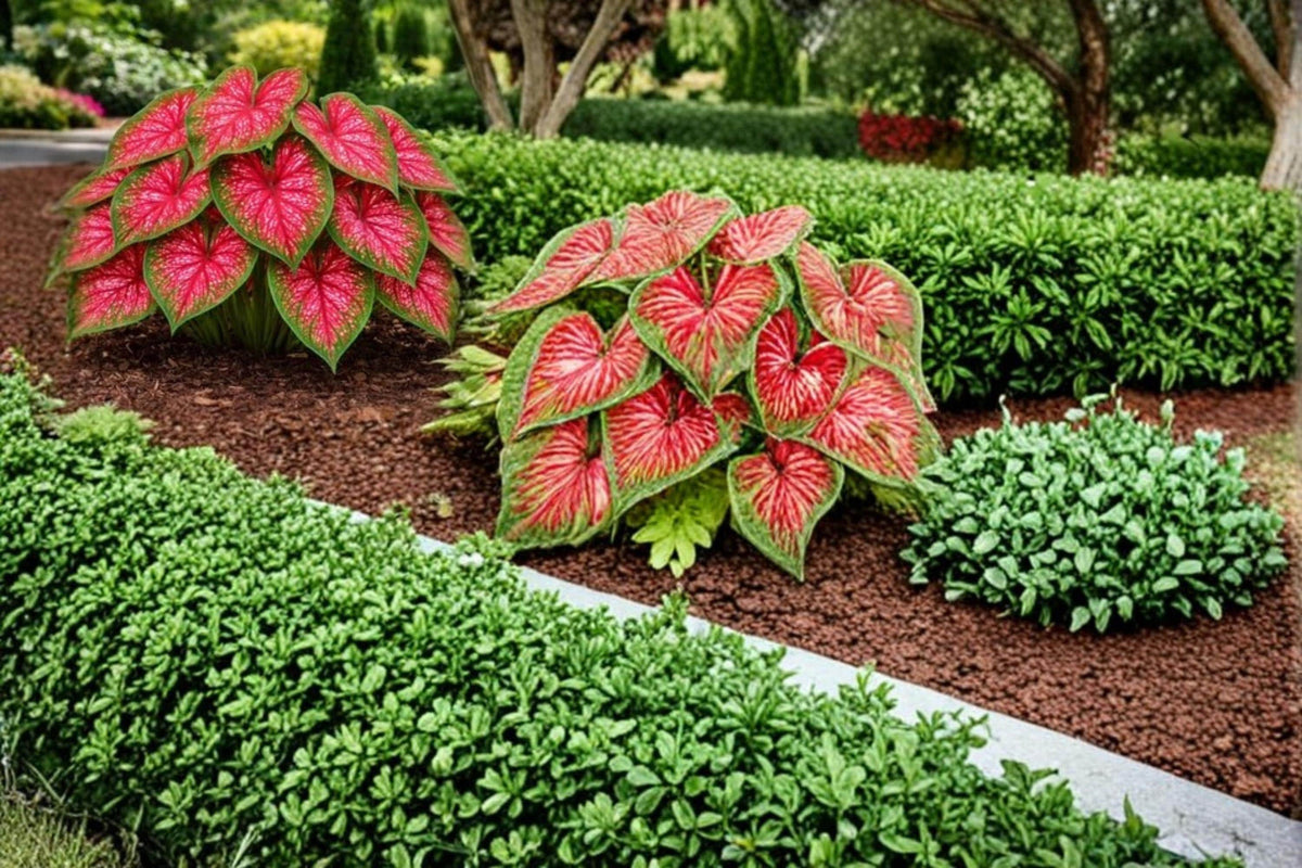Crimson Sky Caladium Bulbs – Caladium bicolor – Vibrant Shade Foliage Plant for Gardens & Containers