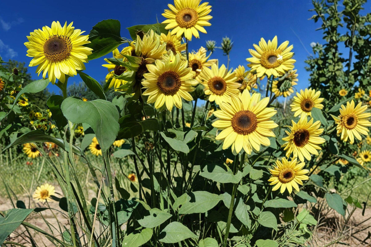 Lemon Queen Sunflower Seeds – Helianthus annuus, Bright Lemon Yellow Blooms, Annual Flower for Gardens & Cut Flowers, 80 Seeds