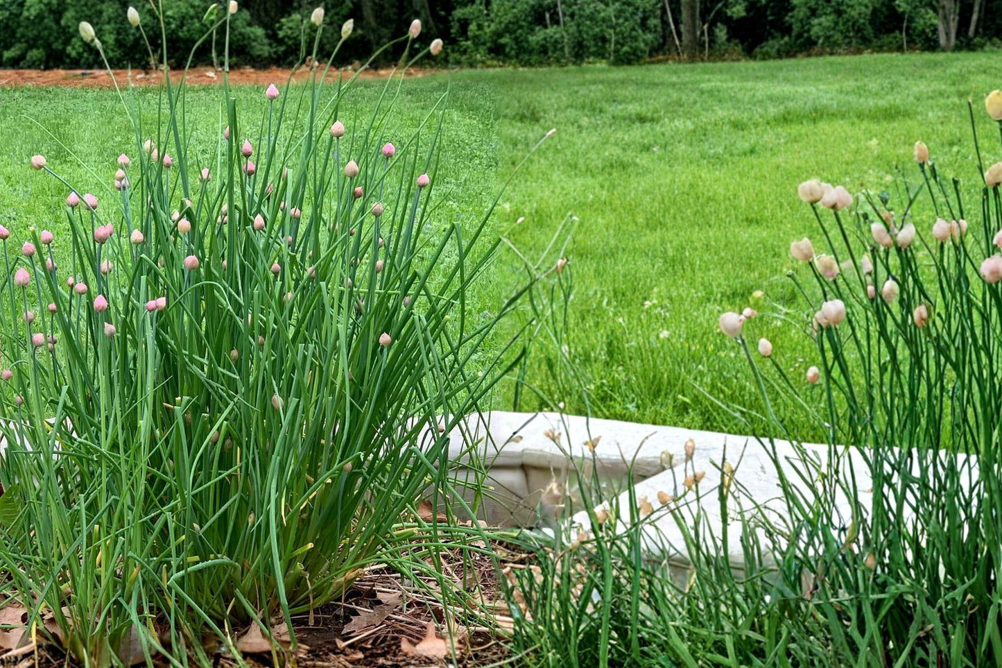Garlic Chives Seeds 250 Allium tuberosum Perennial Herb, Edible, White Flowers, Full Sun, Culinary & Ornamental Use