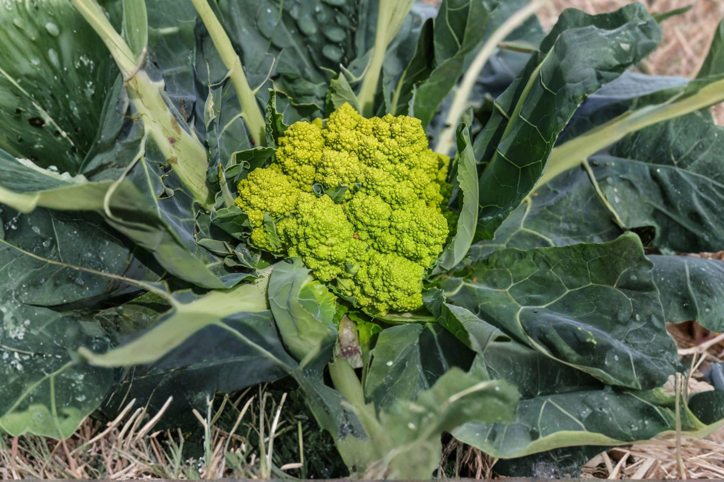 Romanesco Broccoli Seeds – 100 Organic Brassica oleracea italica Heirloom Vegetable Seeds for Spring & Fall Gardens