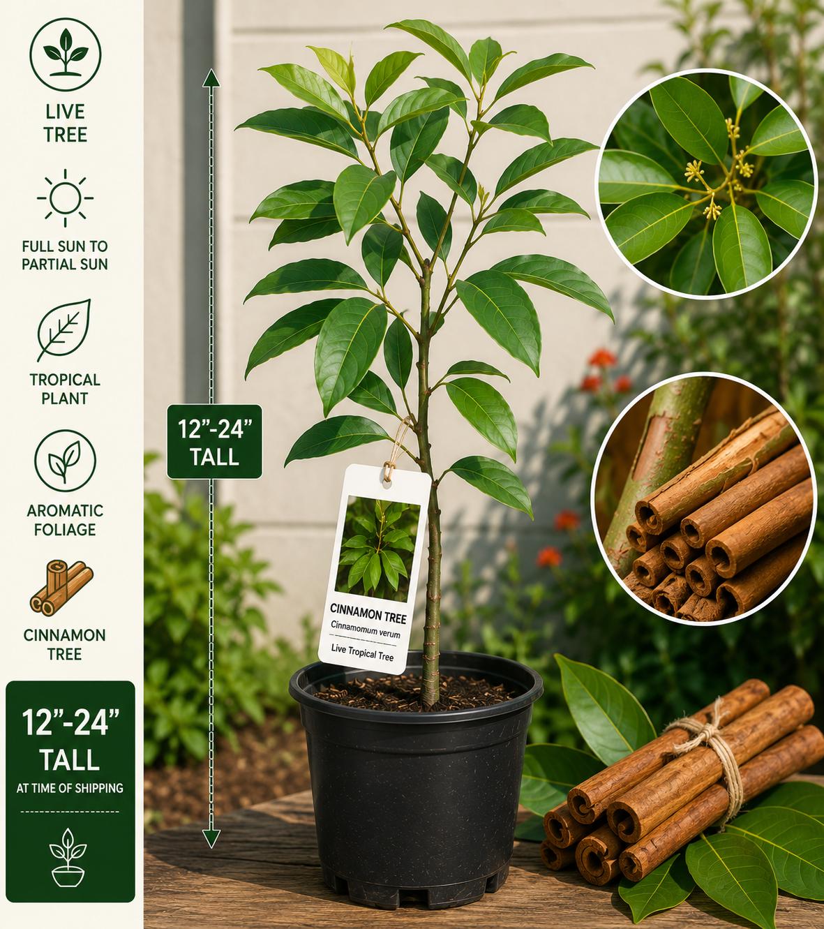 Cinnamon Live Tree 12–24 Inches Tall – Cinnamomum verum – Aromatic Evergreen Tropical Plant for Gardens & Containers