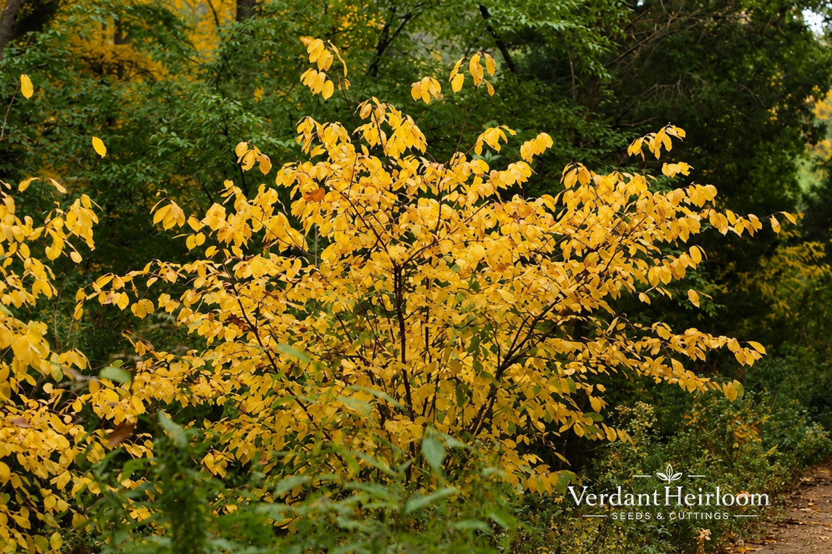 Spicebush Bare Root Plant Lindera benzoin Native Deciduous Shrub Fragrant Foliage Spring Flowers