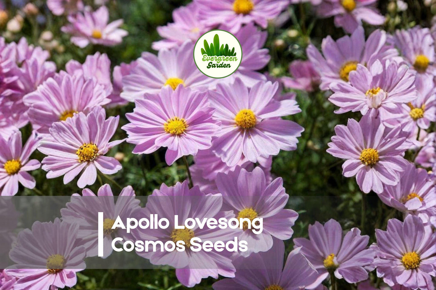 200 Apollo Lovesong Cosmos Seeds – Pink & White Bi-Color, Compact, Early-Blooming Cosmos bipinnatus for Borders, Containers & Pollinator Gardens