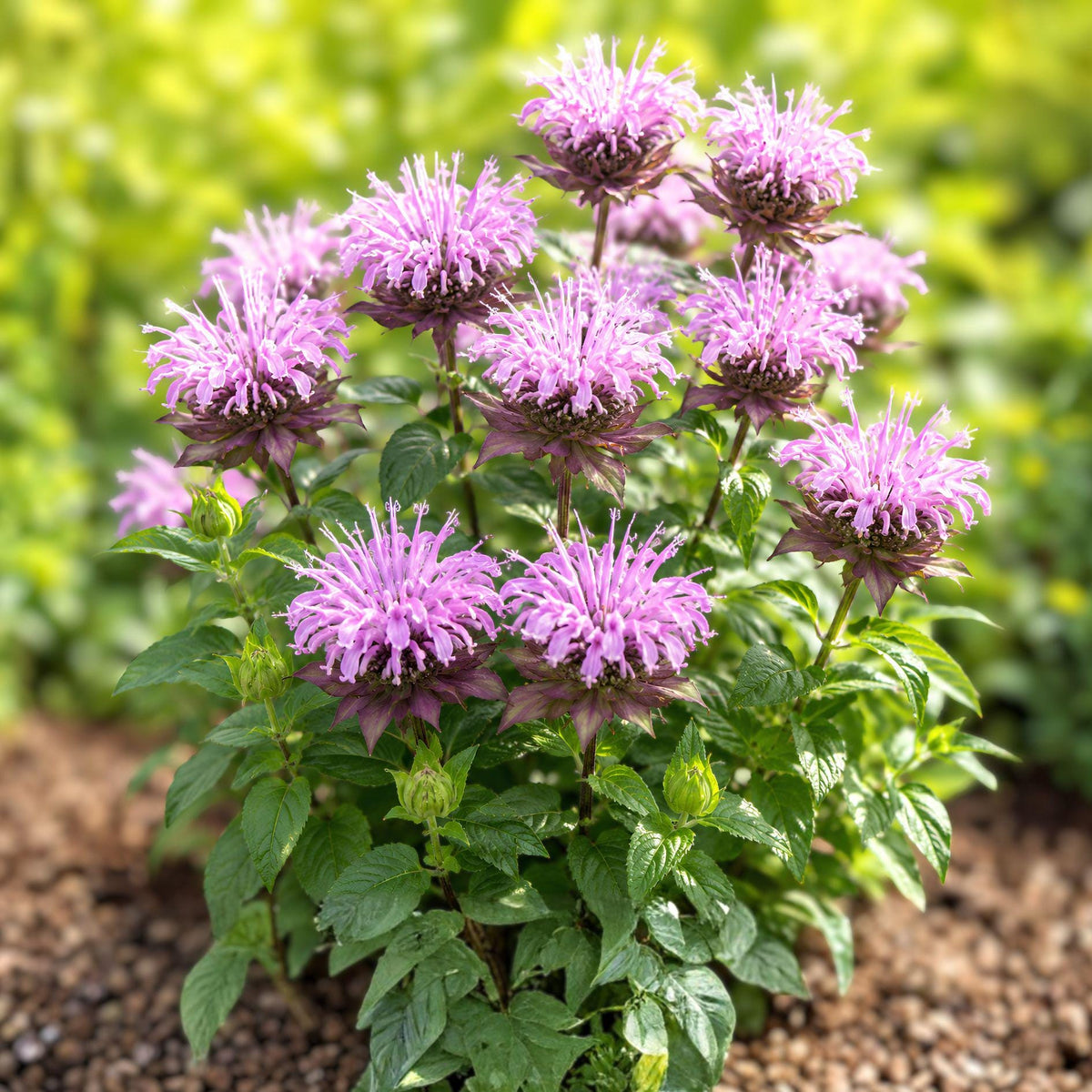Wild Bergamot Seeds | Native Perennial Wildflower | Monarda Fistulosa | Pollinator Plant for Bees & Butterflies | 100 Seeds
