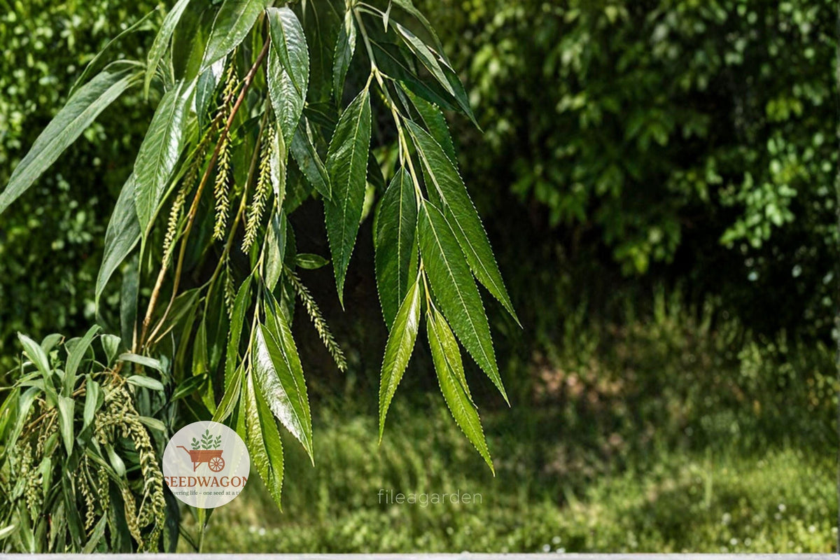Black Willow Cuttings - Unrooted Fresh Salix nigra Propagation Material for Landscaping and Wildlife Gardens