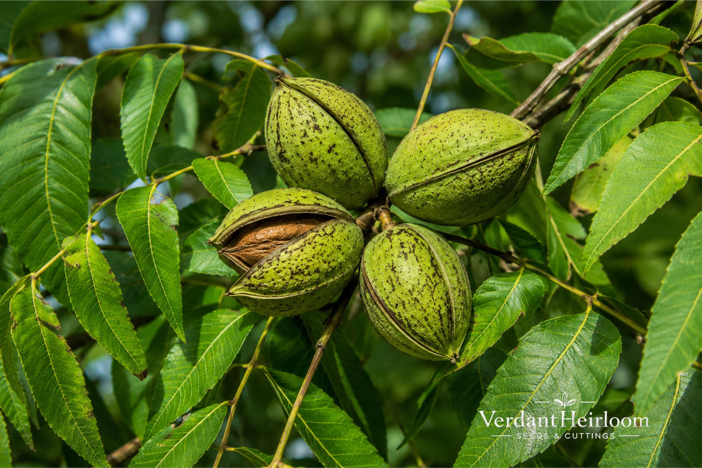 Pecan Tree Bare Root 2 Pack – Carya illinoinensis Nut Trees for Landscaping and Orchard Growth