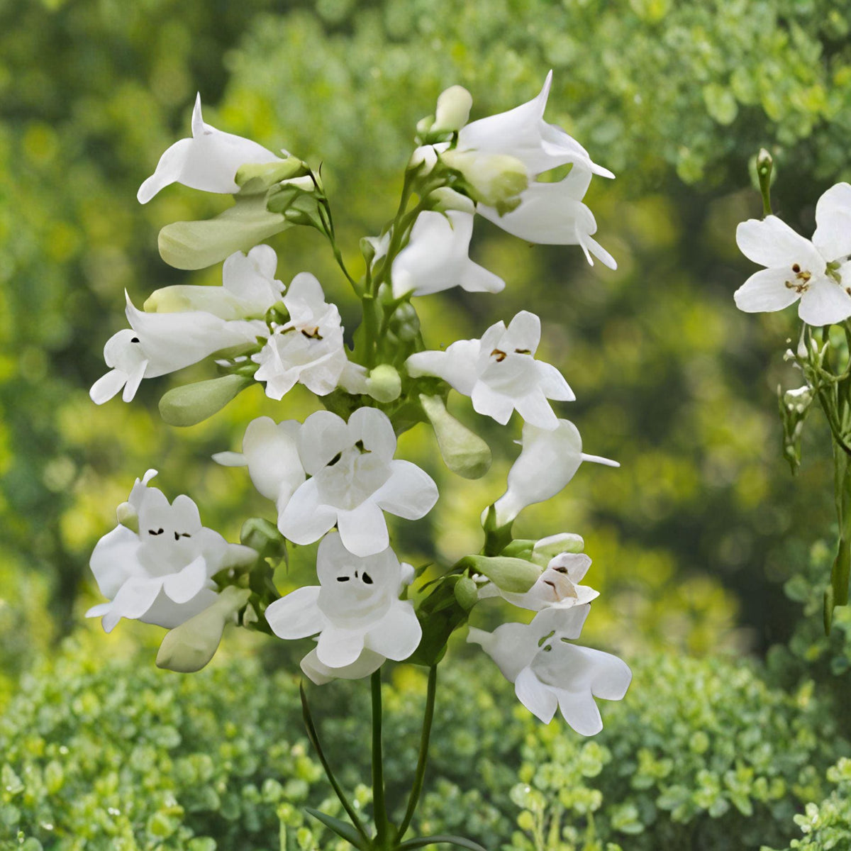 Foxglove Beardtongue Seeds | Penstemon digitalis | Native Wildflower Pollinator Plant | 100 Seeds