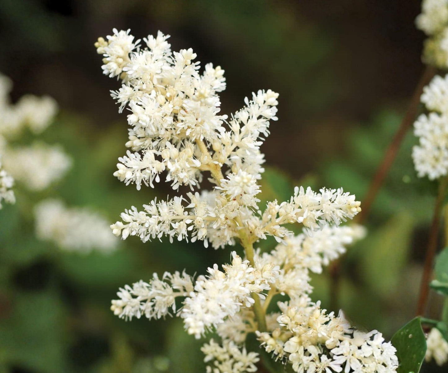 Astilbe Bridal Veil Plant – Ivory White Shade Perennial for Woodland Garden, Zone 4-8