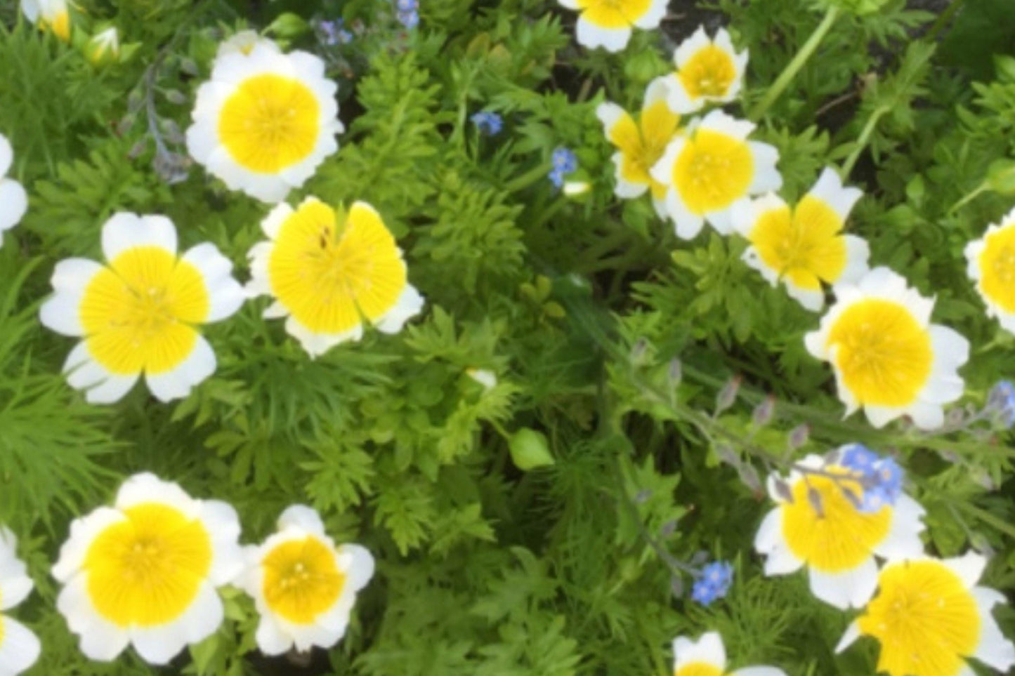 Meadow Foam Seeds – Limnanthus douglasii Poached Egg Plant Annual Flower – White & Yellow Blooms for Garden, Borders, Wildflower Plantings