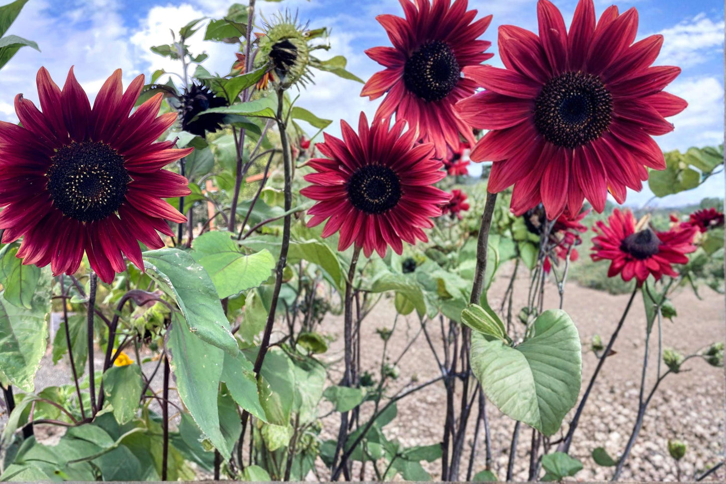 Chocolate Cherry Sunflower Seeds – Helianthus annuus Annual Burgundy Flower, 40 Seeds