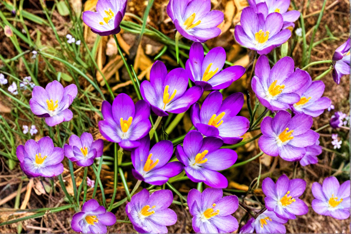 Large Crocus Mix Bulbs – 20 Spring Flowering Bulbs for Garden Beds & Containers – Crocus spp.