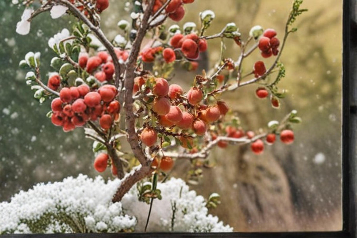 Desert Peach Seeds – Native Shrub Prunus andersonii for Xeriscape, Drought Tolerant, California & Nevada Native Plant