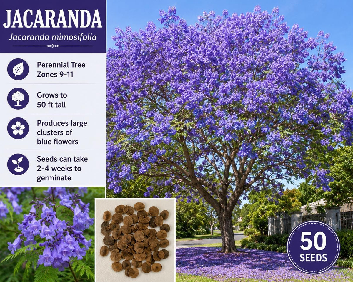 Jacaranda Tree Seeds – Blue Flowering Ornamental Tree, Jacaranda mimosifolia, Garden, Landscape, 50 Seeds