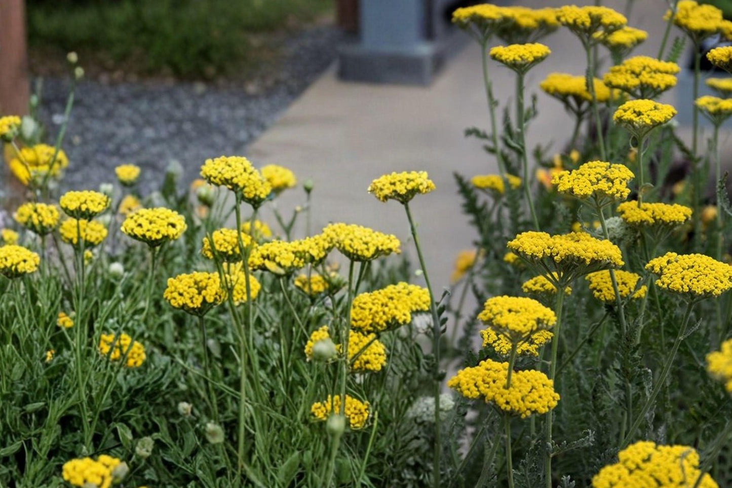 Gold Yarrow Seeds – Achillea filipendulina Perennial Flower with Bright Golden Yellow Clusters, Drought-Tolerant, Full Sun, 690 Seeds