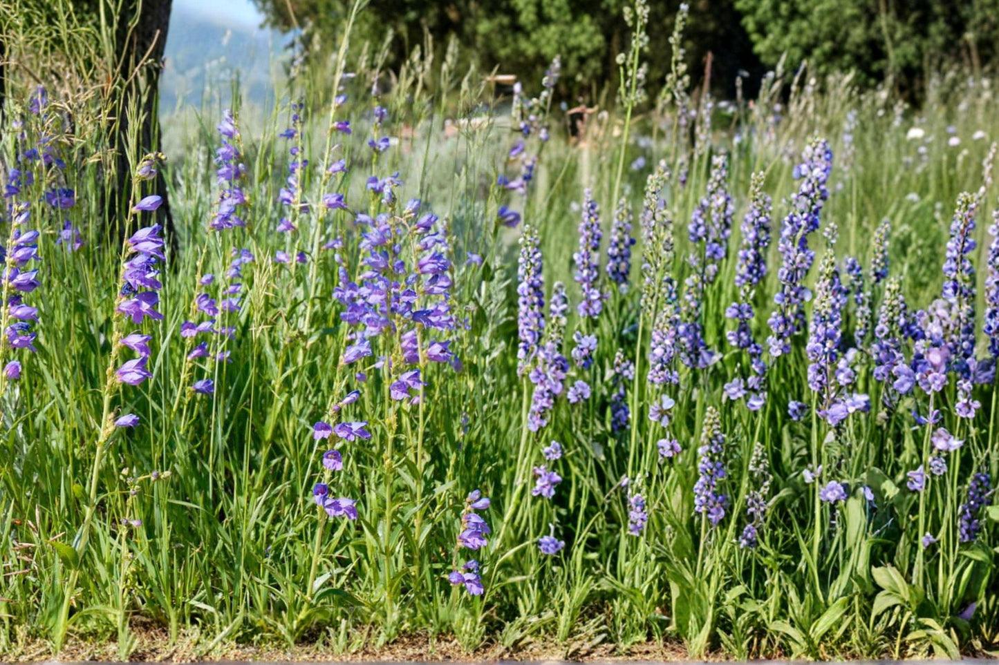 Rocky Mountain Penstemon Seeds – Blue Perennial Flower, Penstemon strictus, Hardy Wildflower for Gardens and Borders