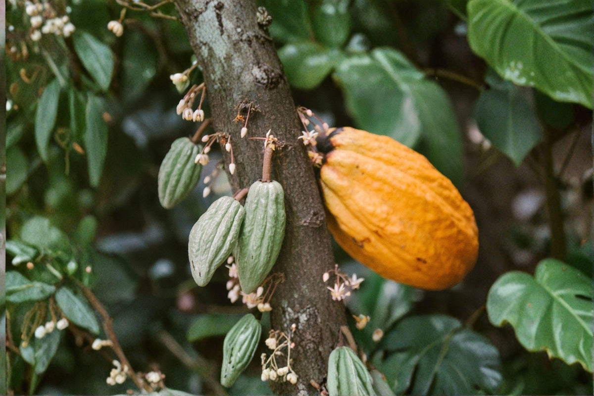 Cacao Tree Seed – Theobroma cacao – Tropical Edible Plant for Indoor & Outdoor Growing