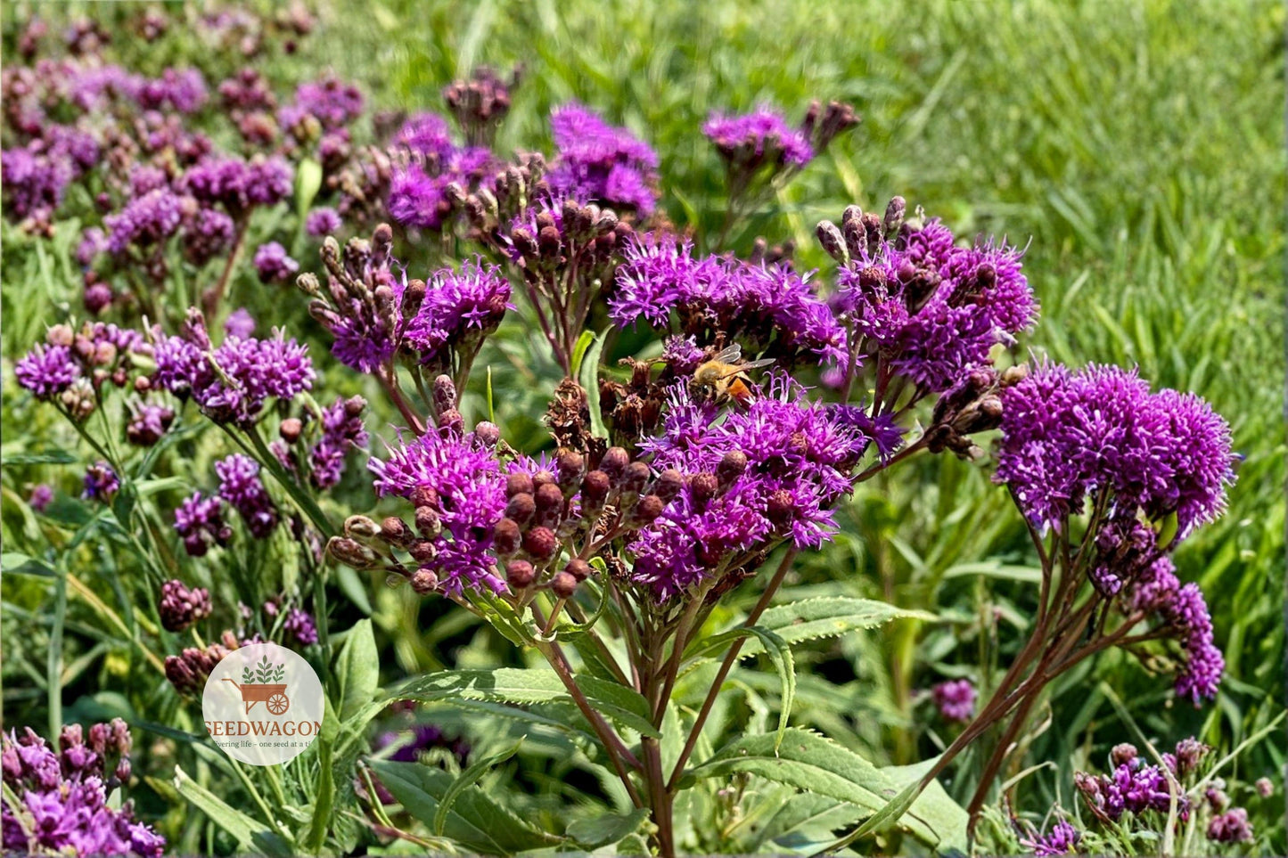Tall Ironweed Seeds - Vernonia gigantea Native Wildflower for Pollinator Gardens, Prairie, Meadow & Wildlife Habitats, 100 Seeds