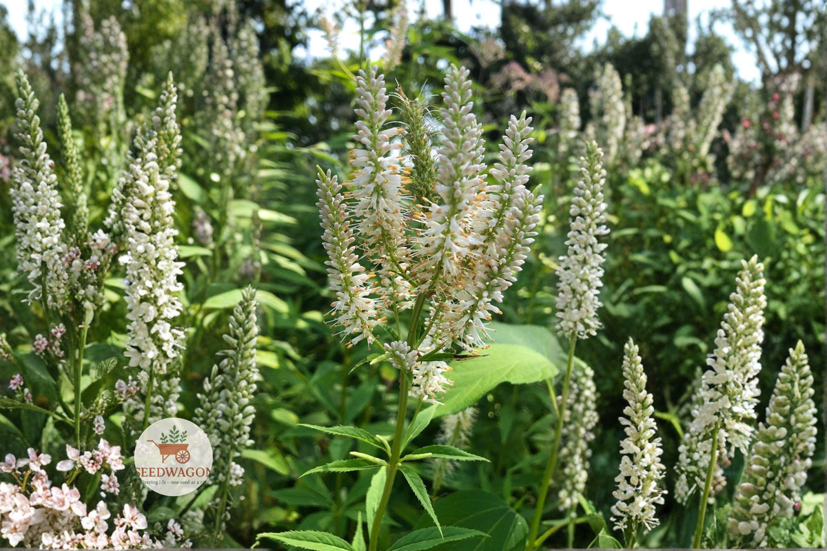 Culver’s Root Seeds, Native Wildflower, Veronicastrum virginicum, Pollinator-Friendly, 500 Seeds for Prairie, Meadow & Rain Gardens