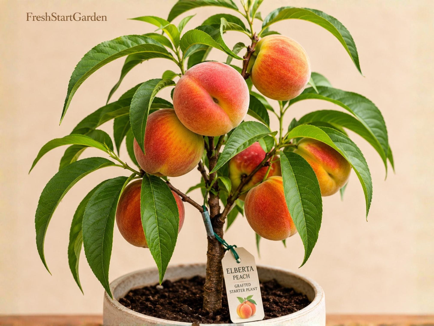 Elberta Peach Grafted Starter Plant – Self-Pollinating Prunus persica Fruit Tree for Backyard Orchards and Edible Gardens