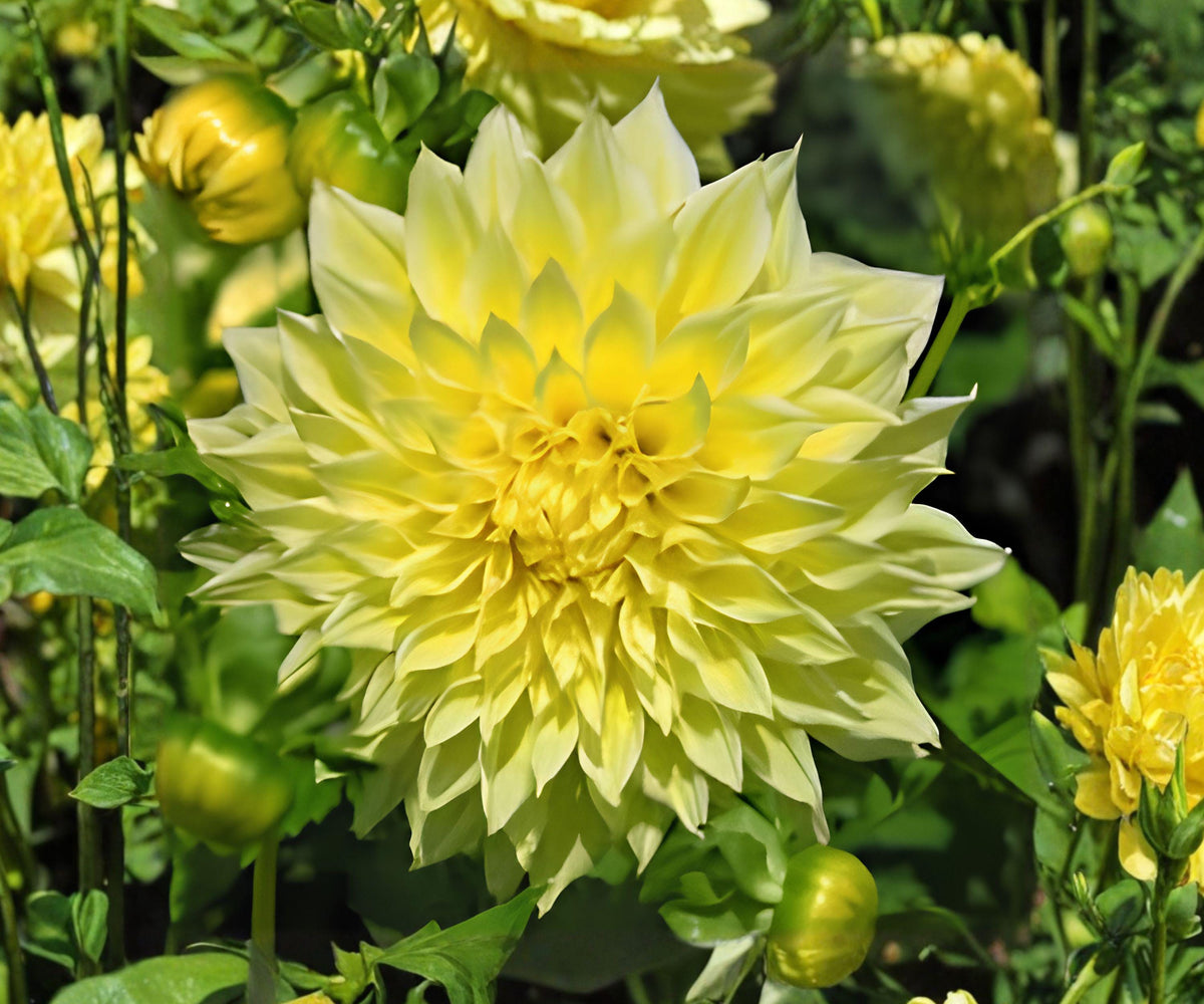 Dahlia Kelvin Floodlight Tubers – Giant Yellow Fully Double Flowers, Summer Blooming Garden Plants, Cut Flower Perennial