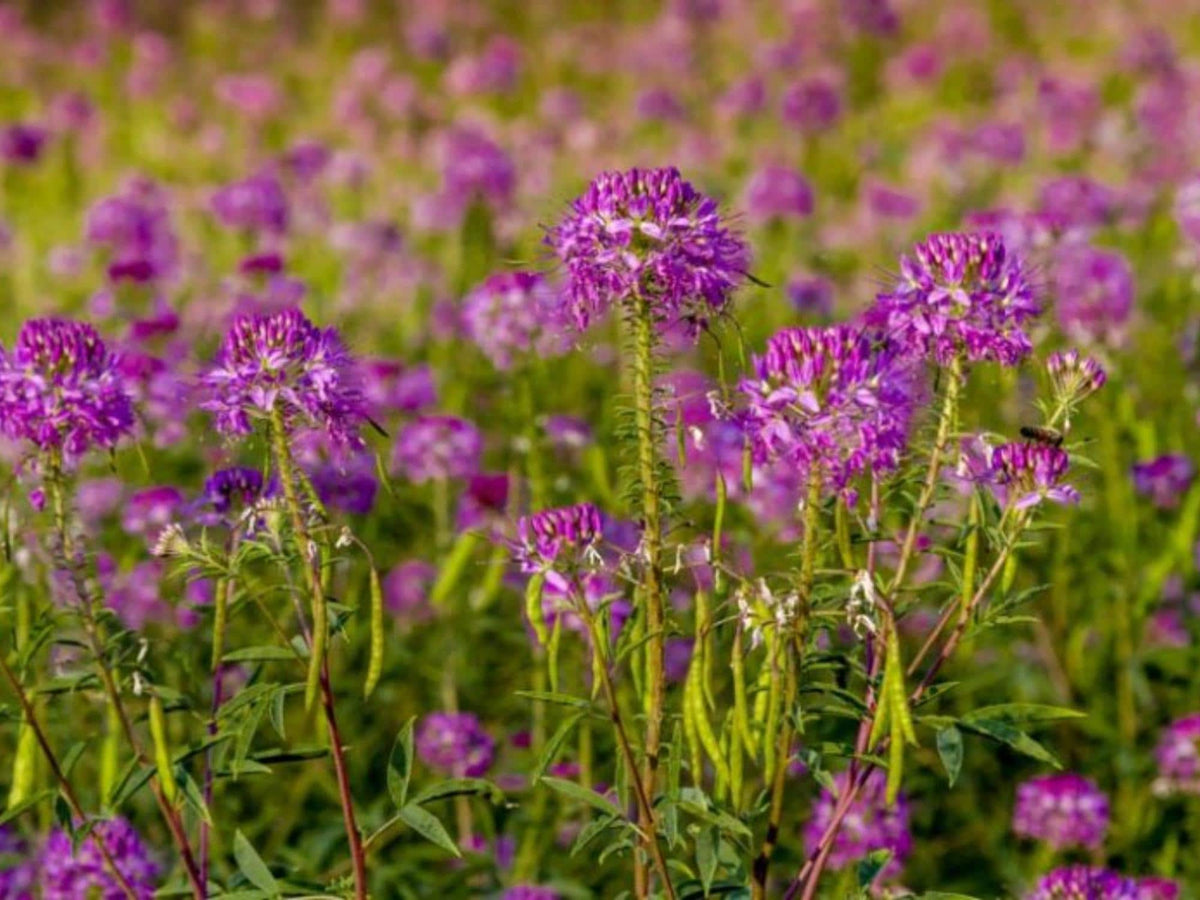 Rocky Mountain Bee Plant Seeds – Cleome serrulata Wildflower Seeds for Pollinator Gardens, Cottage, Meadow & Natural Landscapes