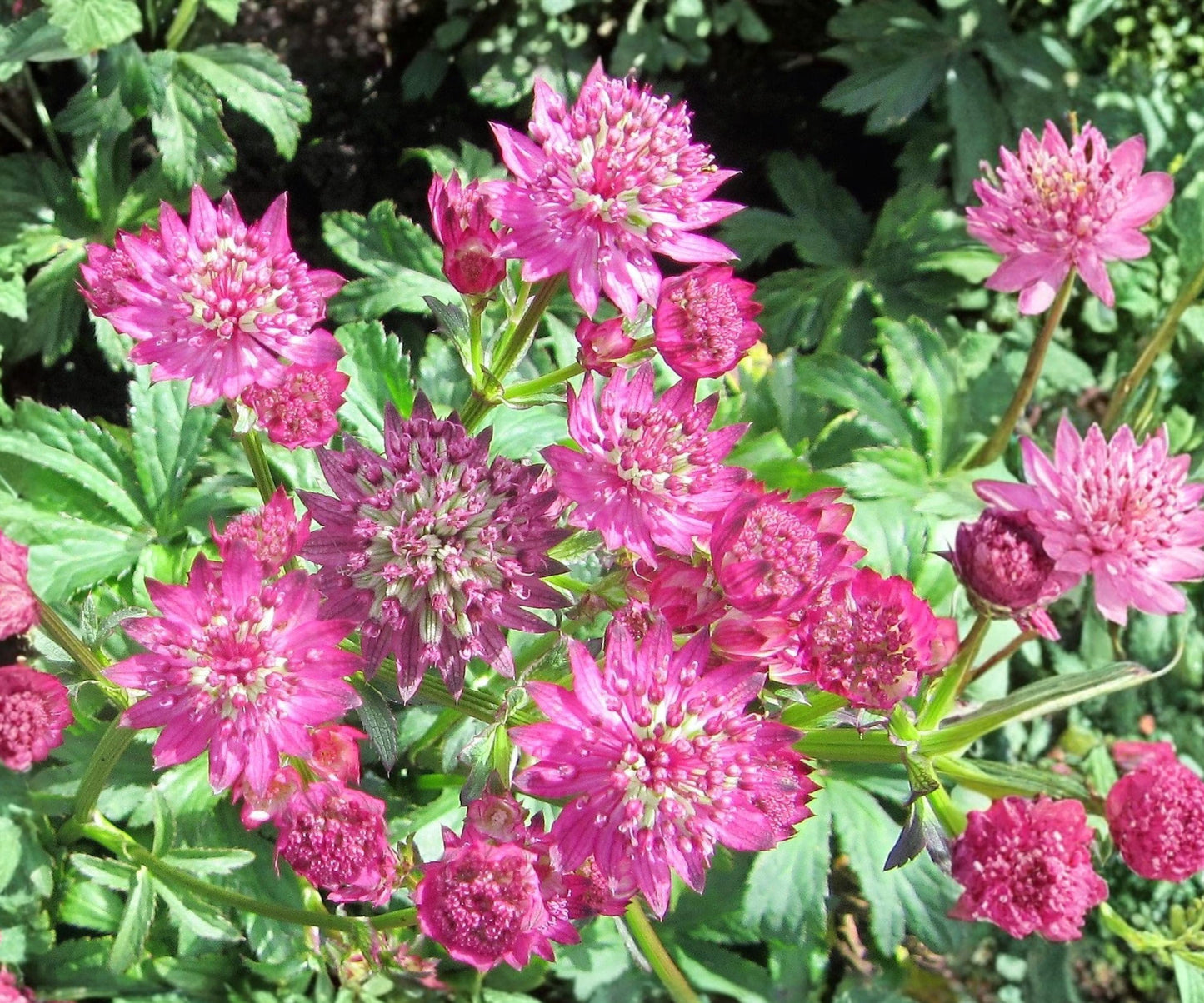 Astrantia Star of Beauty Bare Root Plant – Rosy Pink Woodland Perennial – Astrantia major ‘Star of Beauty’ Zone 4-7