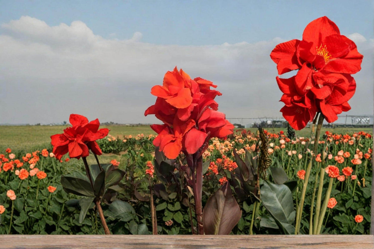 Tropical Goth Canna Lily Bulbs – Canna × generalis – Ornamental Flowering Perennial for Gardens & Containers