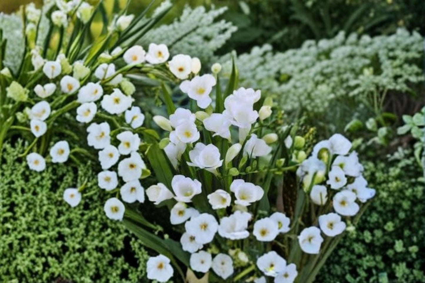Freesia Bulb – Flowering Bulb for Garden, Borders & Containers – Freesia × hybrida