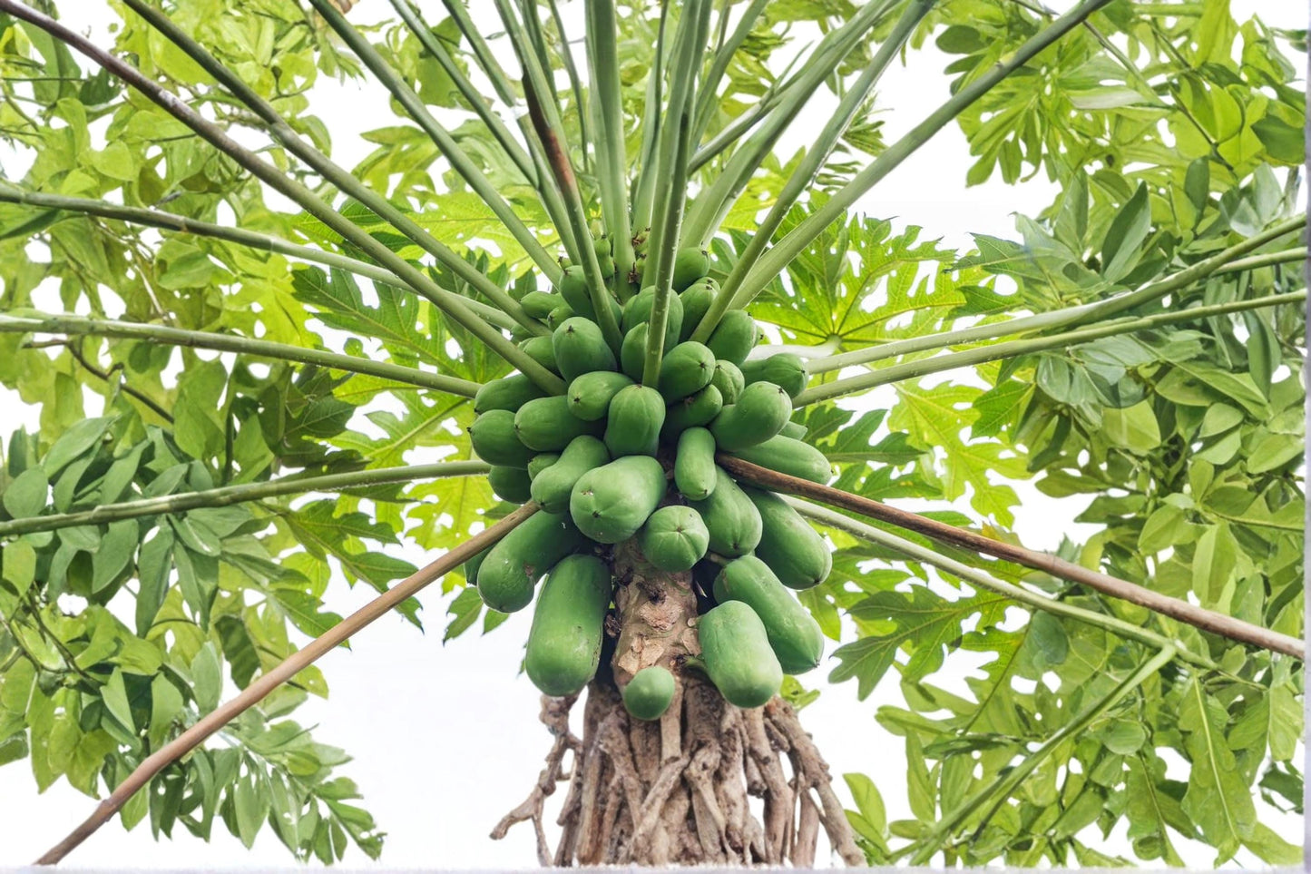 Honeydew Papaya Seeds – Carica papaya Tropical Fruit Tree for Edible Gardens & Landscapes