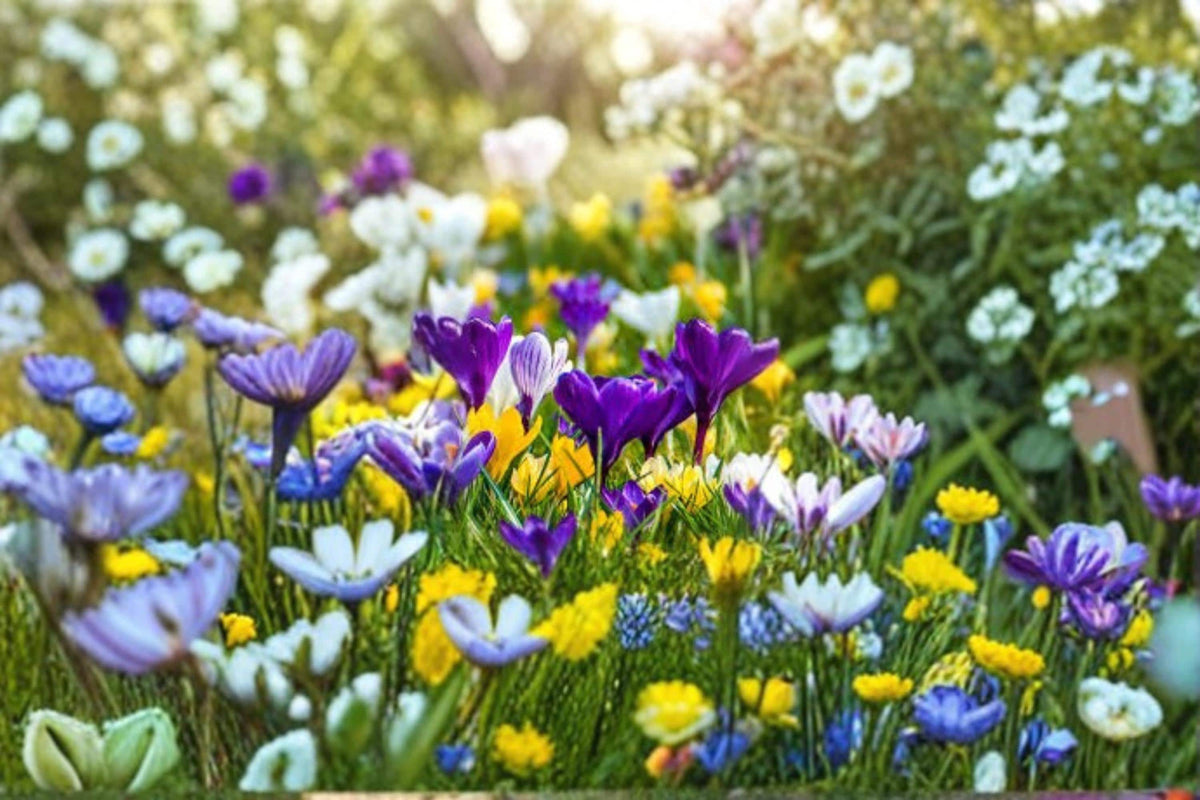 Crocus Mix Bulbs – 20 Pack – Early Blooming Spring Flowers – Crocus spp. for Garden Beds & Borders