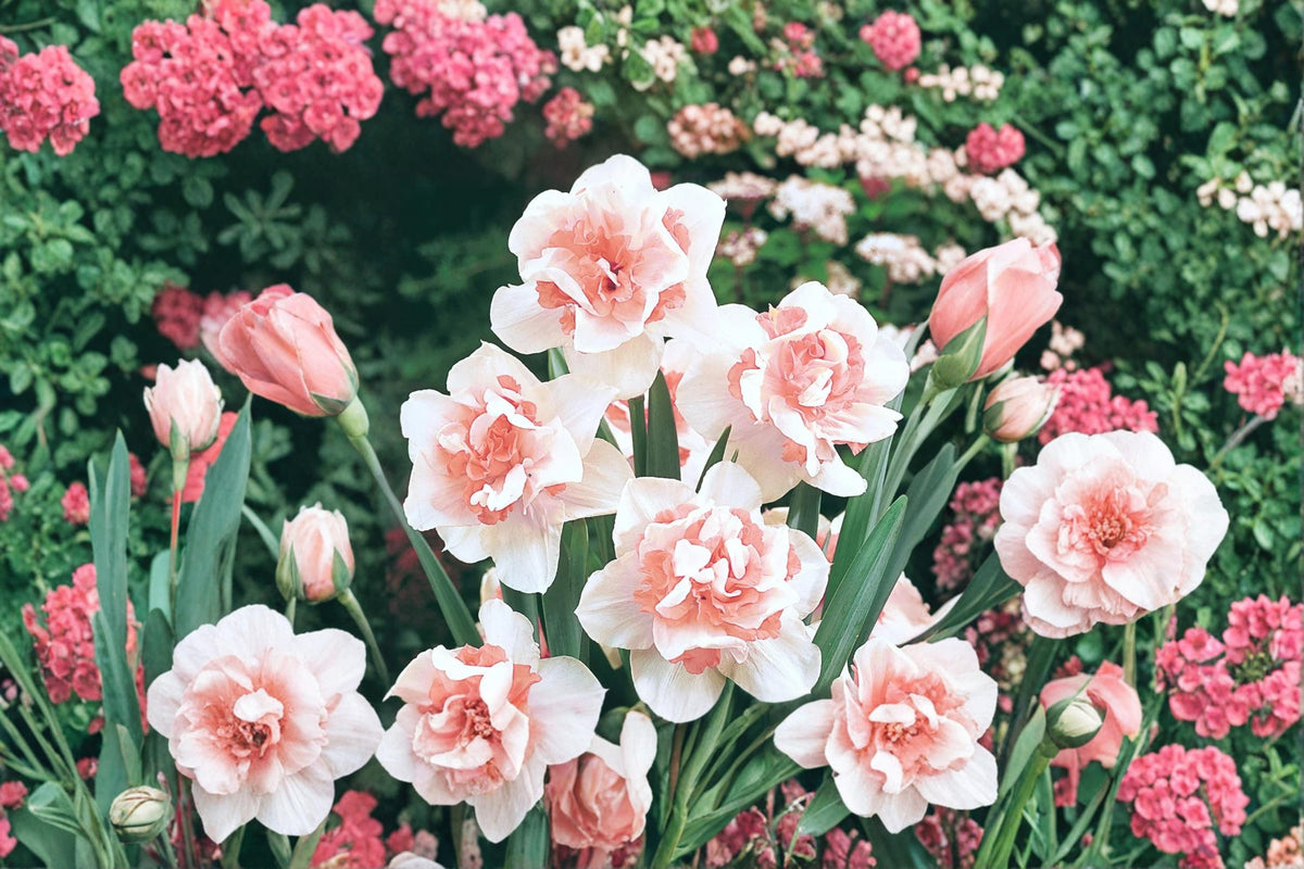 Replete Double Daffodil Bulb – Narcissus pseudonarcissus, Spring Flowering, Garden Bed, Perennial, White and Peach Tones