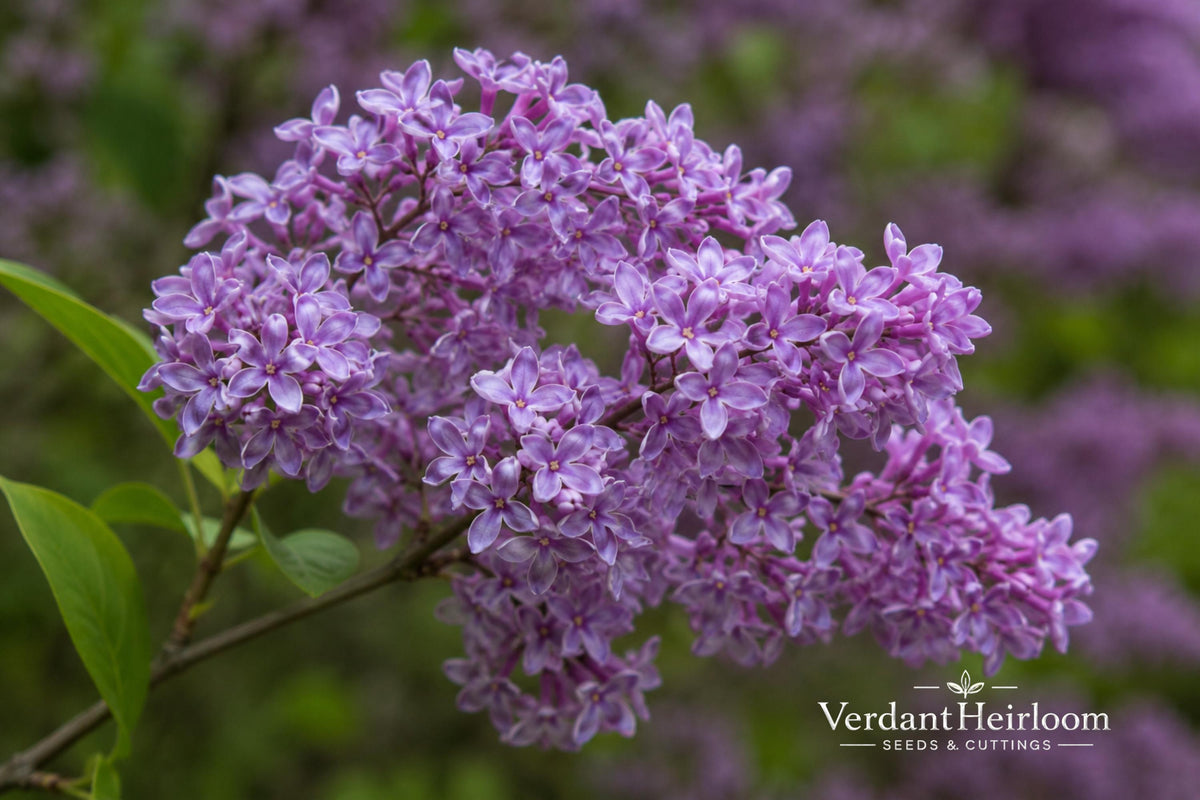 Donald Wyman Lilac Bare Root Plant – Syringa x prestoniae, Fragrant Pink-Purple Blooms, Late Spring Flowering Shrub