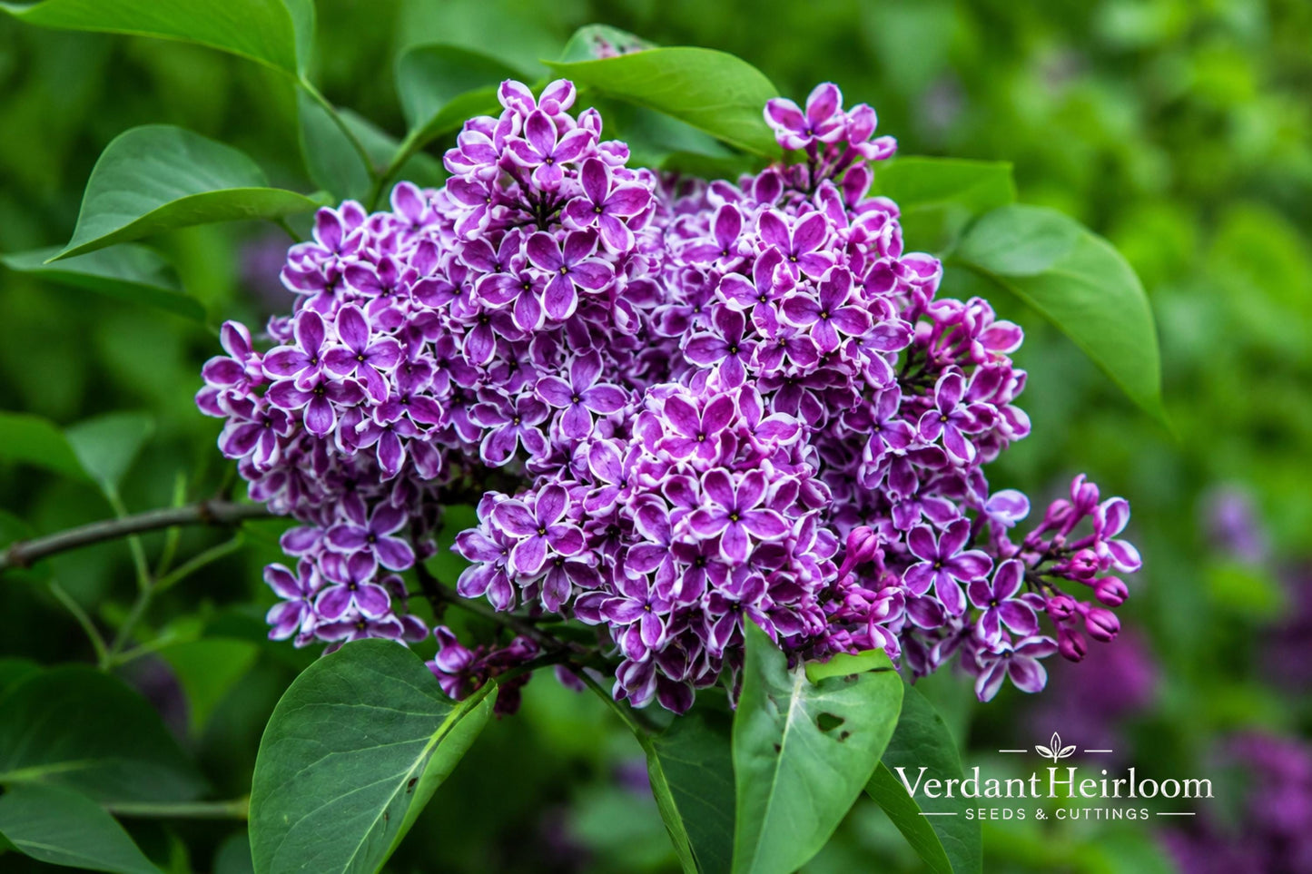 Sensation Lilac Bare Root Plant Syringa vulgaris Fragrant Bicolor Flowers Shrub 8-12 Inches