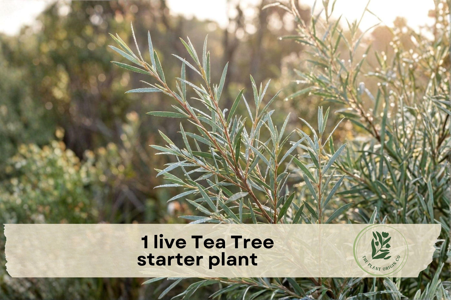 Live Tea Tree Plant in 3-Inch Pot | Melaleuca alternifolia | Aromatic Evergreen Tree for Garden & Container