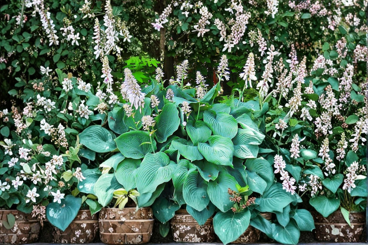 Blue Angel Hosta Plants – Bare Root Divisions, Shade-Loving Perennial, Hosta sieboldiana, Large Blue-Green Foliage, Garden Perennial