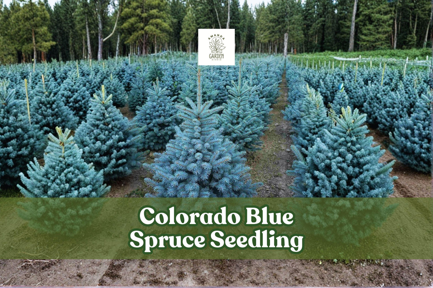 2 Colorado Blue Spruce Seedlings | Picea pungens Live Evergreen Trees for Landscaping & Reforestation