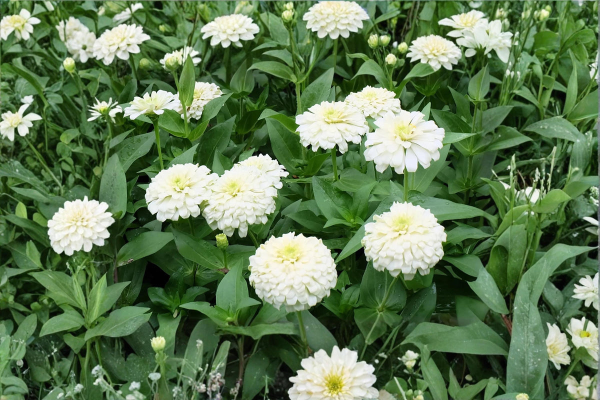 Polar Bear Zinnia Seeds – Zinnia elegans Dahlia-Flowered White Blooms for Garden Beds & Borders
