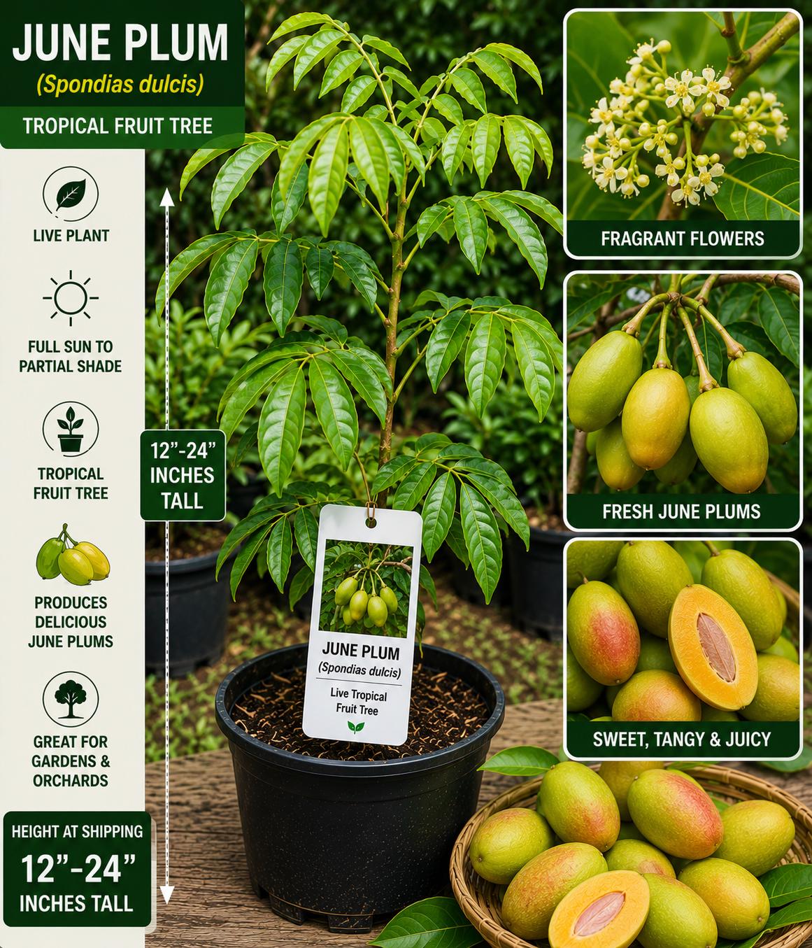 June Plum Live Fruit Tree – Spondias dulcis – Tropical Edible Tree, 12–24 Inches Tall