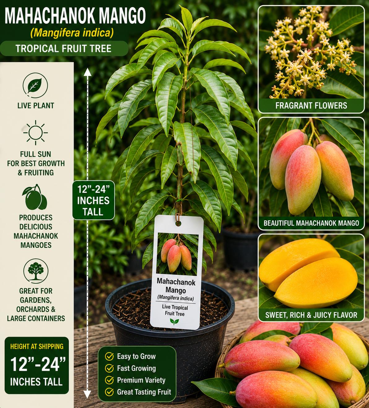 Mahachanok Mango Live Fruit Tree – Mangifera indica – Tropical Edible Landscape Plant, 12–24 Inches Tall