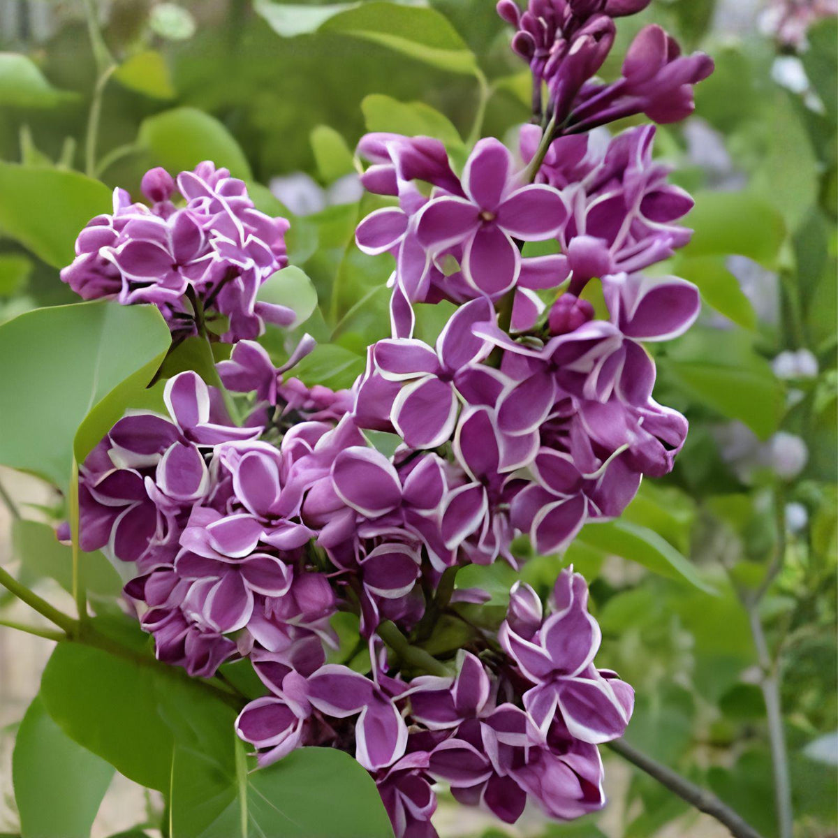 Sensation Lilac Plant | 8-12" Tall Syringa vulgaris 'Sensation' | Purple & White Blooms | Fragrant Shrub for Hedges & Borders