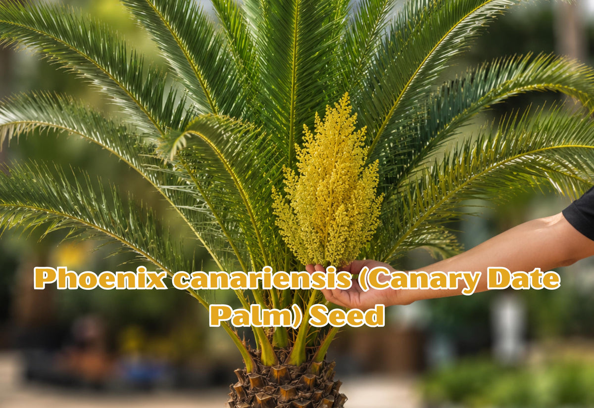 Phoenix canariensis Seeds - Canary Date Palm, Ornamental Tropical Palm Seeds, Exotic Landscaping, Container Gardening, 10 Seeds