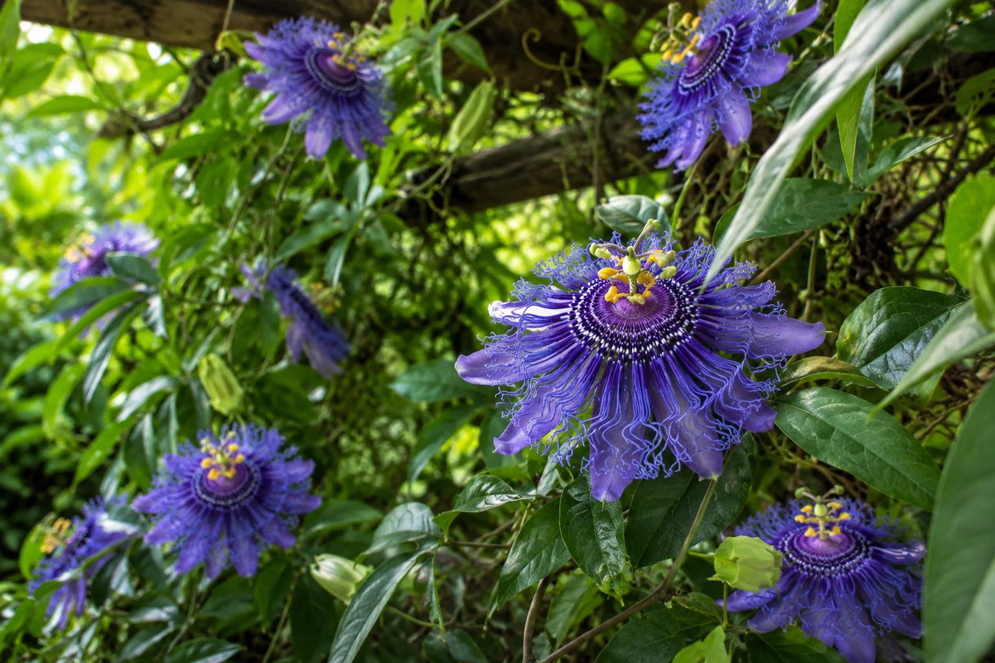 Maypop Passionflower Starter Plant - Passiflora Incarnata, Edible Fruit, Butterfly & Hummingbird Attractant, Hardy Vine for Garden