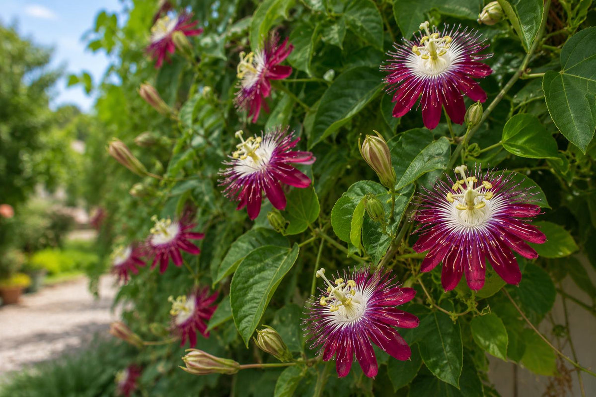 Red Burgundy Passion Flower Vine Live Plant - Fragrant Passiflora for Gardens & Trellises - Exotic Climbing Vine in 4-Inch Pot