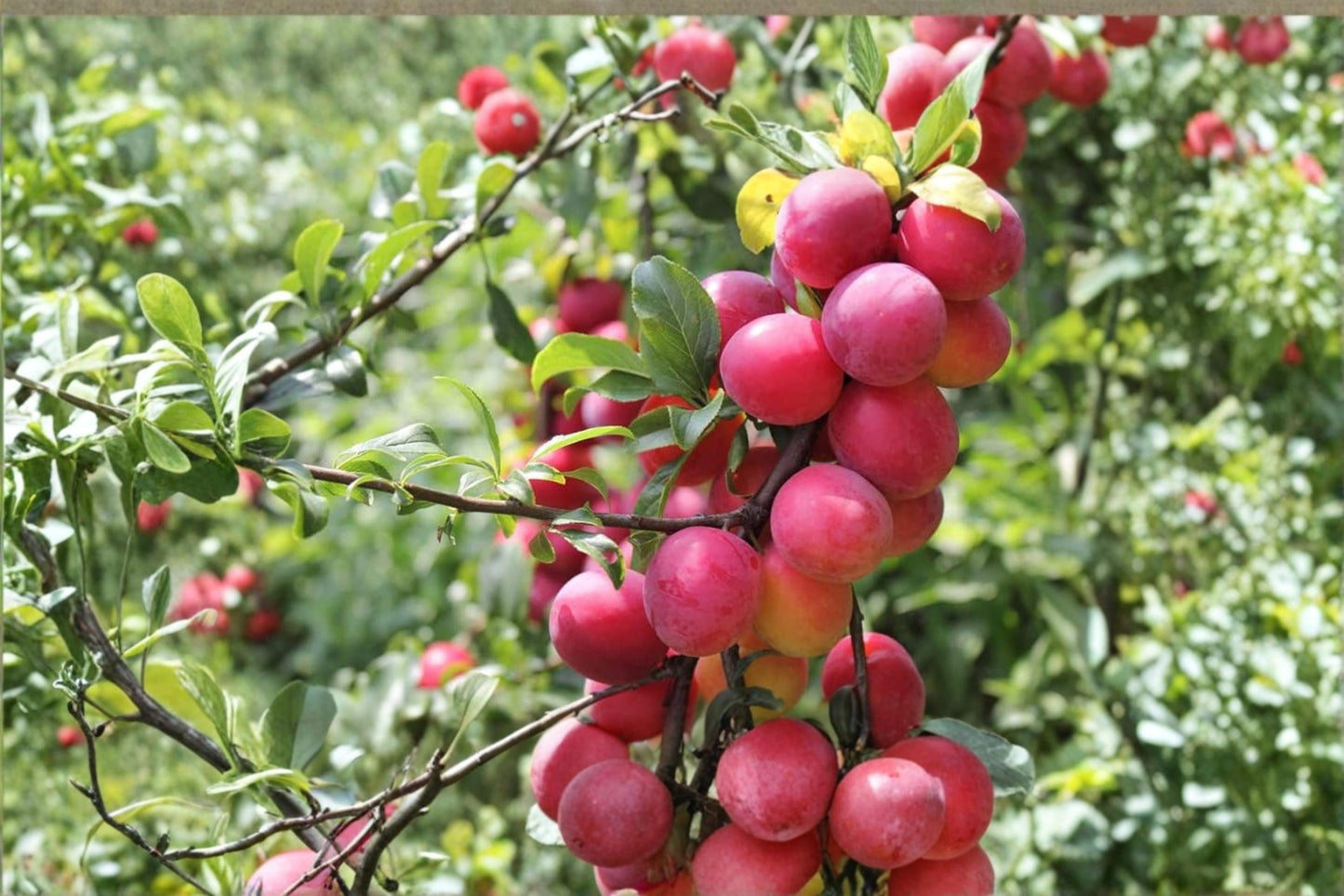American Plum Seeds – Prunus americana – Native Fruit Tree for Edible Plums & Spring Flowers