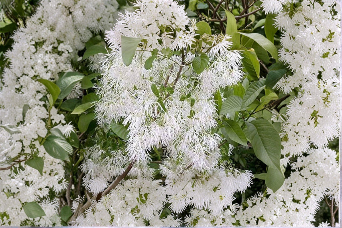 White Fringe Tree Seeds – Chionanthus virginicus, Ornamental Flowering Tree, Native North American Landscape Plant