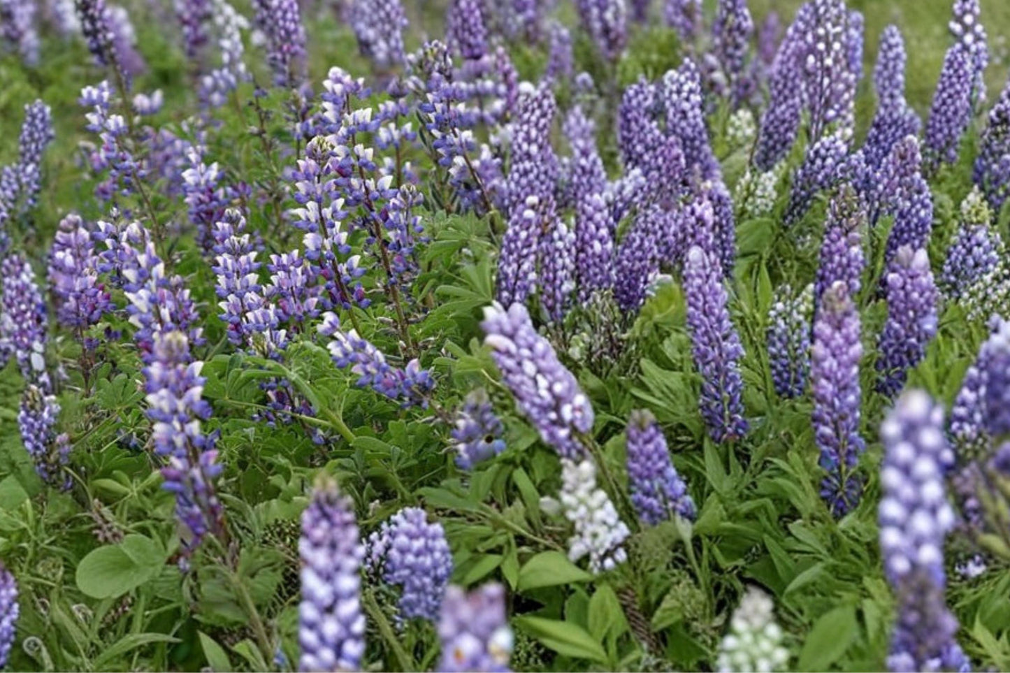 Annual Lupine Seeds Arroyo Mix – Blue, Pink, White Flowering Lupinus succulentus, Fast-Growing Annual Flower Seeds, 25 Seeds