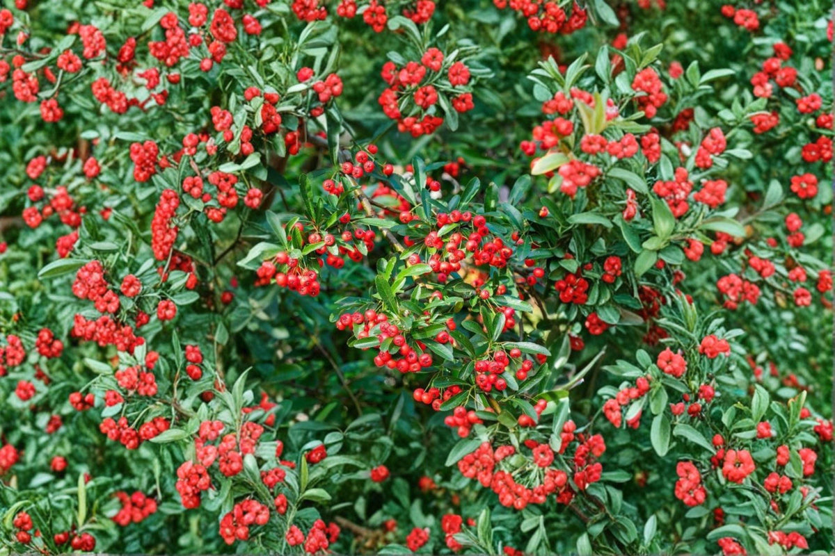 Scarlet Firethorn Cuttings – Pyracantha coccinea – Evergreen Shrub for Propagation with White Flowers & Red Berries
