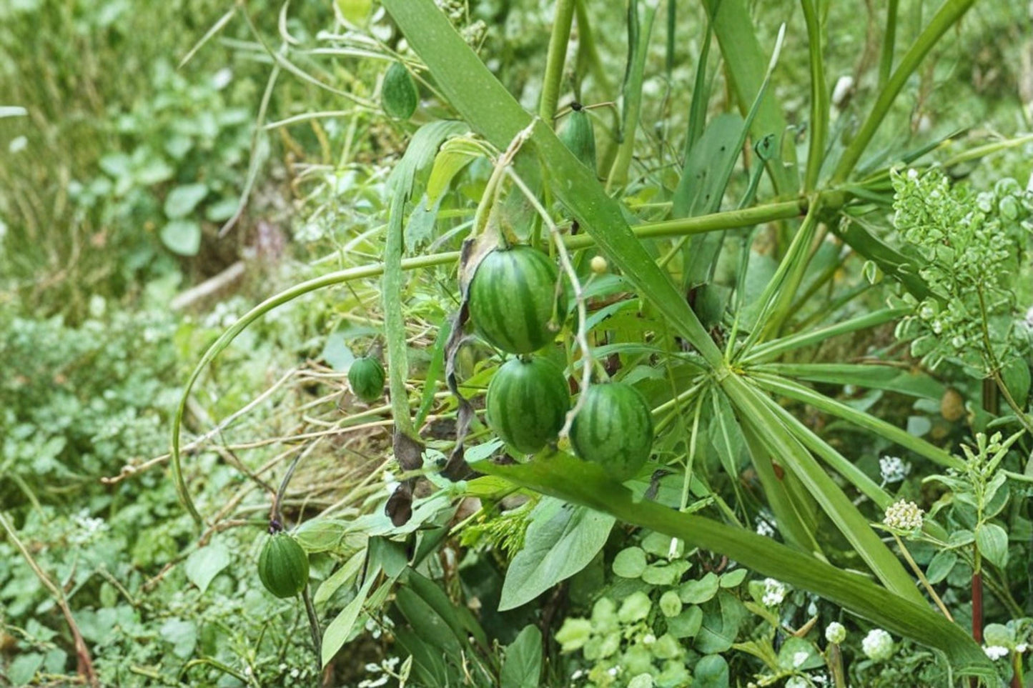 Tzimbalo Fruit Bush Seeds – Solanum caripense – Rare South American Edible Fruit Shrub for Exotic Gardens