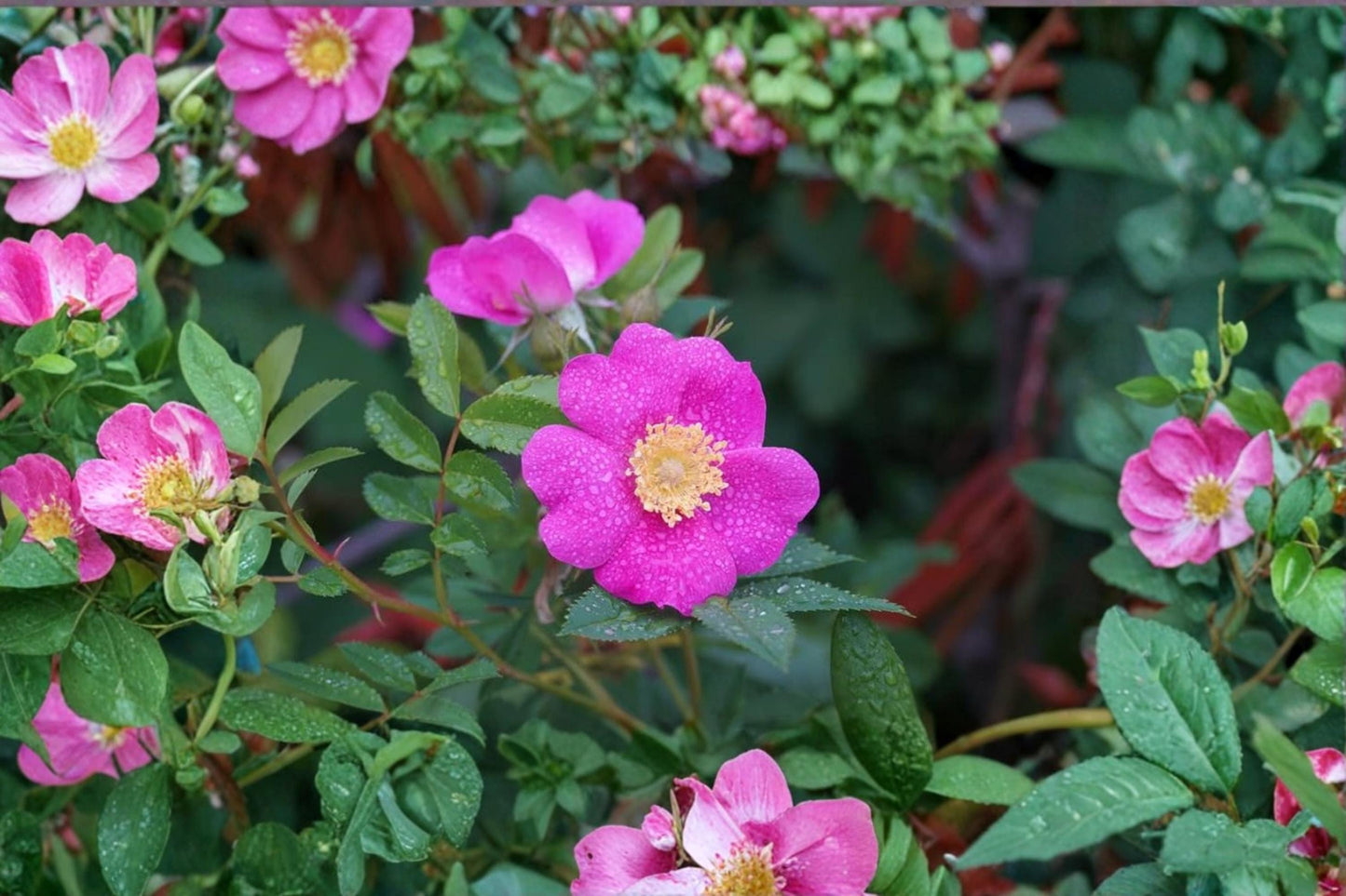 Woods Rose Seeds – Rosa woodsii Native Wild Rose Flowering Shrub with Pink Flowers & Red Rose Hips, 30 Seeds