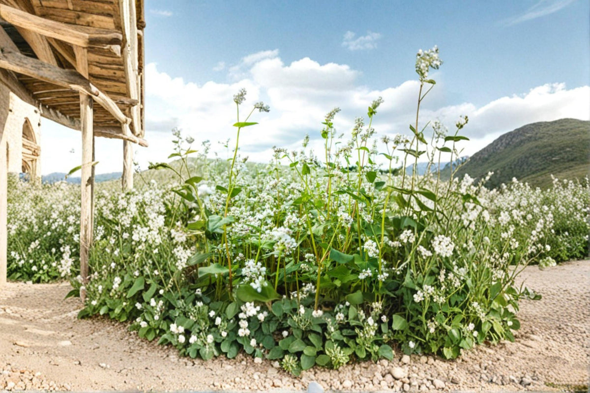 Buckwheat Seeds Fagopyrum esculentum Cover Crop Grain Plant for Garden & Field Planting